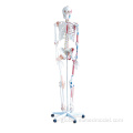Orthopedic Skills Human Skeleton with Colored Muscular Supplier